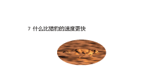 部编版五年级上册语文《 什么比猎豹的速度更快》课件 (5)