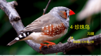 五年级上册语文课件-4珍珠鸟-部编版（共38张PPT）
