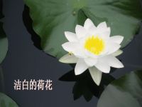 人教版三年级下我喜欢的花作文优质课