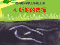 教科版五年级上册科学课件 - 《蚯蚓的选择》  (24)