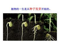 教科版五年级科学上册《种子发芽实验（一）》 (7)