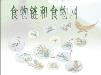 教科版五年级上册科学课件－《食物链和食物网》 (101)