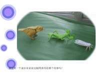 教科版五年级上册科学课件－《食物链和食物网》 (93)