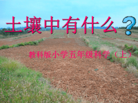 教科版五年级科学上册《土壤中有什么 》 (11)