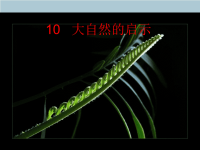 2018_2019学年四年级语文下册第三组10大自然的启示教学课件新人教版