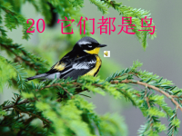 青岛小学科学三下《16 它们都是鸟》PPT课件 (9)