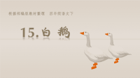 四年级下语文课件四年级下册语文课件-15白鹅 人教部编版 (共24张PPT)_人教版（2016部编版）