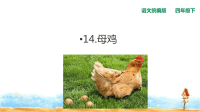 四年级下语文课件人教统编版四下语文-14 母鸡   课件_人教版（2016部编版）