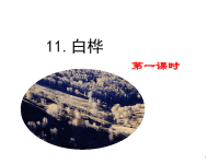 四年级下语文课件2020语文统编四（下）11 白桦 精品课件