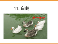 四年级下语文课件15 白鹅