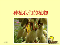 教科版三年级下册科学《种植我们的植物》课件 (6)