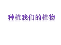 教科版三年级下册科学《种植我们的植物》课件 (14)