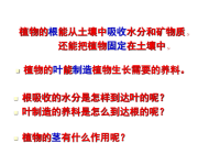 教科版三年级下册科学《茎越长越高》课件 (2)