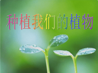 教科版三年级下册科学《种植我们的植物》课件 (1)