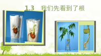 教科版三年级下册科学《 我们先看到了根》课件 (2)