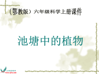 鄂教版小学科学五上《11池塘中的植物》PPT课件