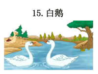 四年级下册语文课件 白鹅 人教部编版(共33张PPT)