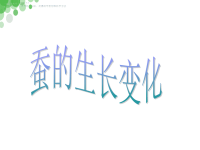 教科版三年级下册科学《蚕的生长变化》课件  (4)