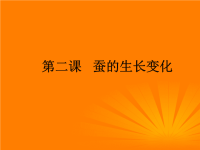 教科版三年级下册科学《蚕的生长变化》课件  (14)