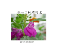 人教版小学三年级下册科学4学一点种植技术