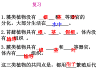 人教版小学三年级下册科学2种子植物