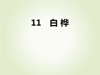 人教部编版小学四年级下册语文课后作业课件11 白桦