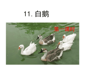 部编人教版语文 小学四年级下册教学课件15 白鹅