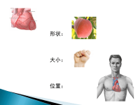 五年级上册科学课件－4心脏和血液循环